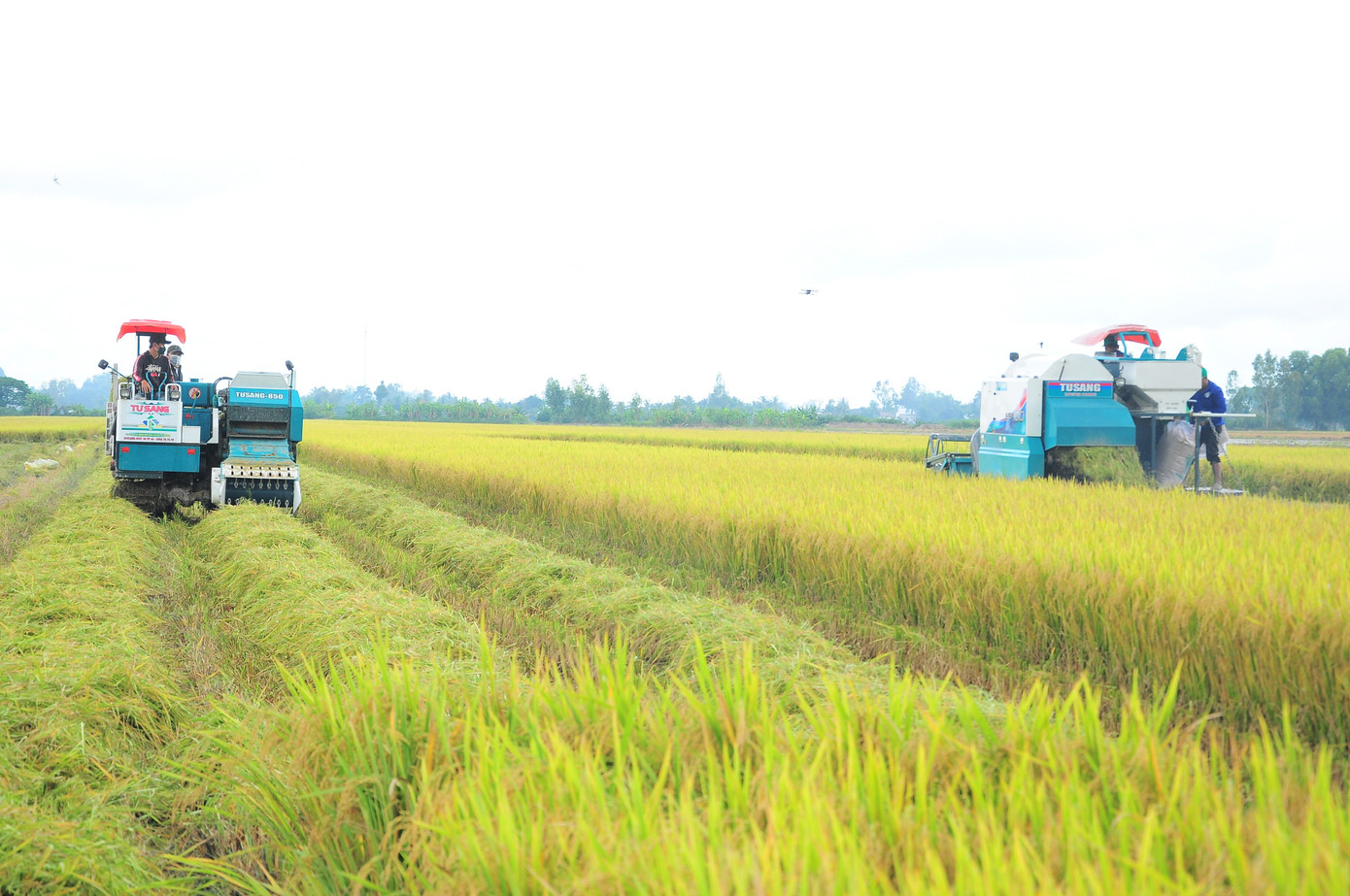 'Bài học xương máu' nhìn từ vụ kiện gạo Việt Nam ngon nhất thế giới - Ảnh 5