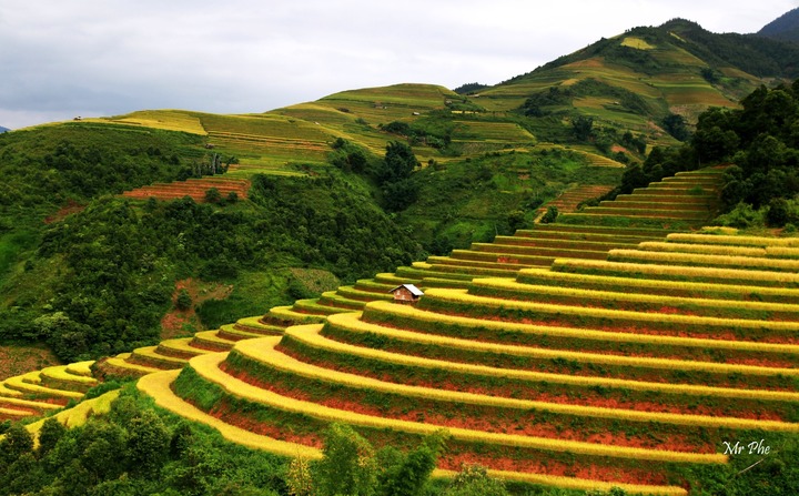 Soi giá loạt tour ngắm mùa lúa chín Tây Bắc đang hot nhất hiện nay - Ảnh 1