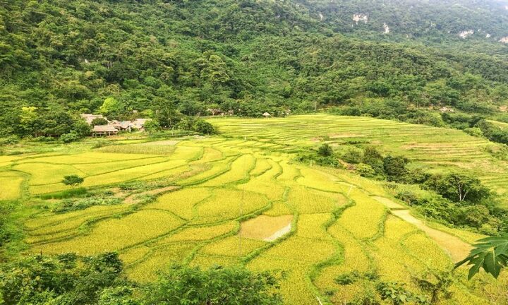 Soi giá loạt tour ngắm mùa lúa chín Tây Bắc đang hot nhất hiện nay - Ảnh 11