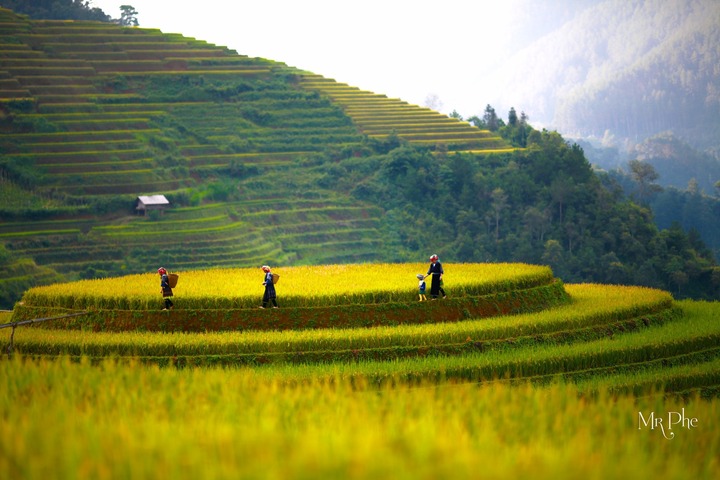 Soi giá loạt tour ngắm mùa lúa chín Tây Bắc đang hot nhất hiện nay - Ảnh 2