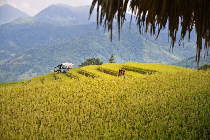 Soi giá loạt tour ngắm mùa lúa chín Tây Bắc đang hot nhất hiện nay - Ảnh 7