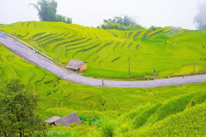 Soi giá loạt tour ngắm mùa lúa chín Tây Bắc đang hot nhất hiện nay - Ảnh 8