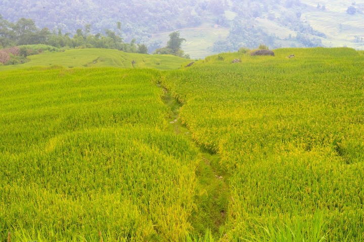 Soi giá loạt tour ngắm mùa lúa chín Tây Bắc đang hot nhất hiện nay - Ảnh 9
