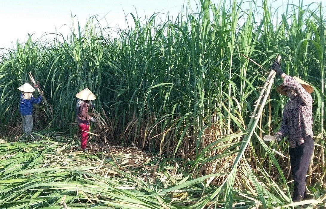 Lo đường nhập lậu lấn sân, vì sao doanh nghiệp không tự cứu mình? - Ảnh 2