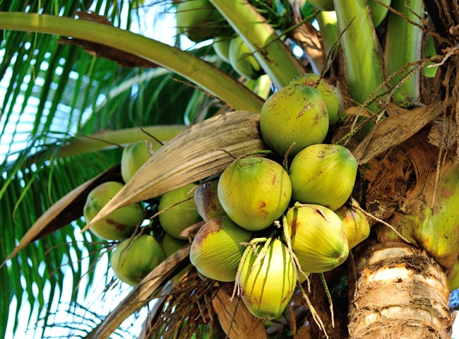 Sản vật tỷ USD của Việt Nam lọt Top 5 thế giới: Cách mặt đất 3-25m, chứa "nước thần" cực bổ - Ảnh 1