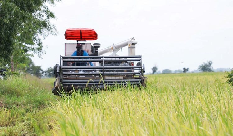 Giá 'hạt vàng' giảm sốc, nông dân Campuchia oằn mình chịu lỗ gần 7 triệu đồng/ha, tính bỏ ruộng sang Thái Lan làm thuê - Ảnh 1