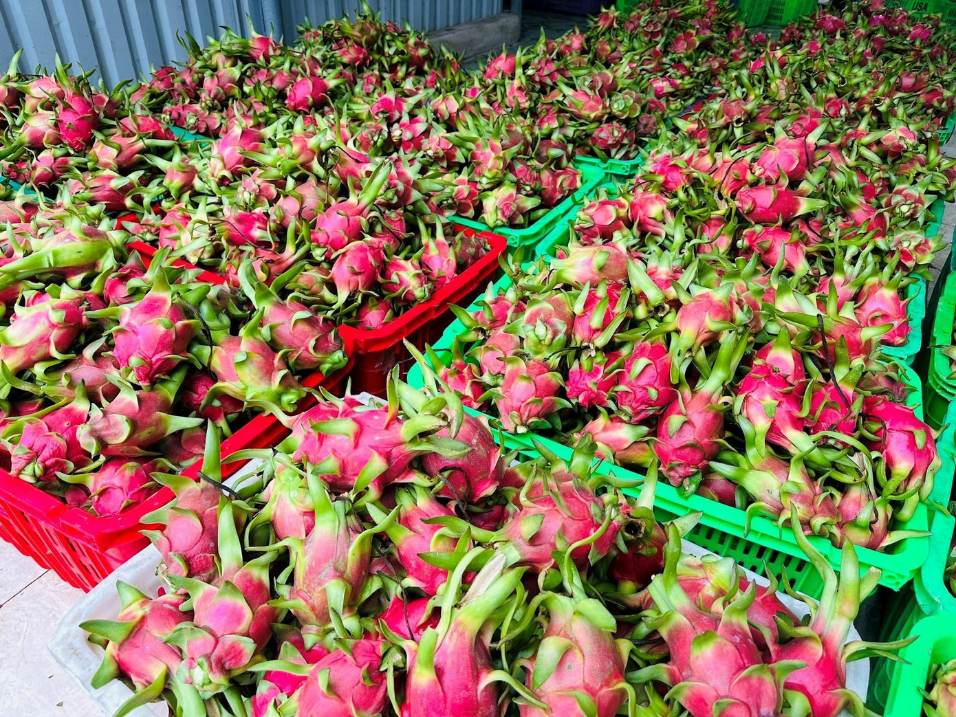 Đằng sau việc thanh long Việt Nam phụ thuộc một thị trường - Ảnh 2