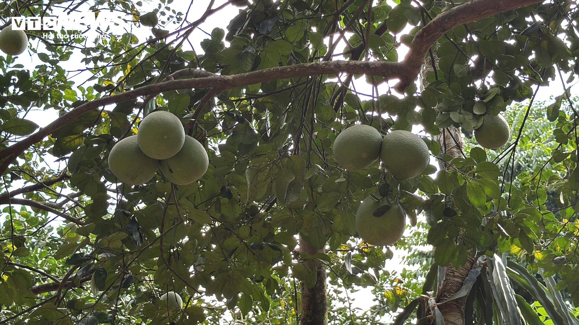 Đặc sản ‘tiến vua’ được mùa, được giá, người dân đếm cây thu tiền triệu mỗi ngày - Ảnh 2