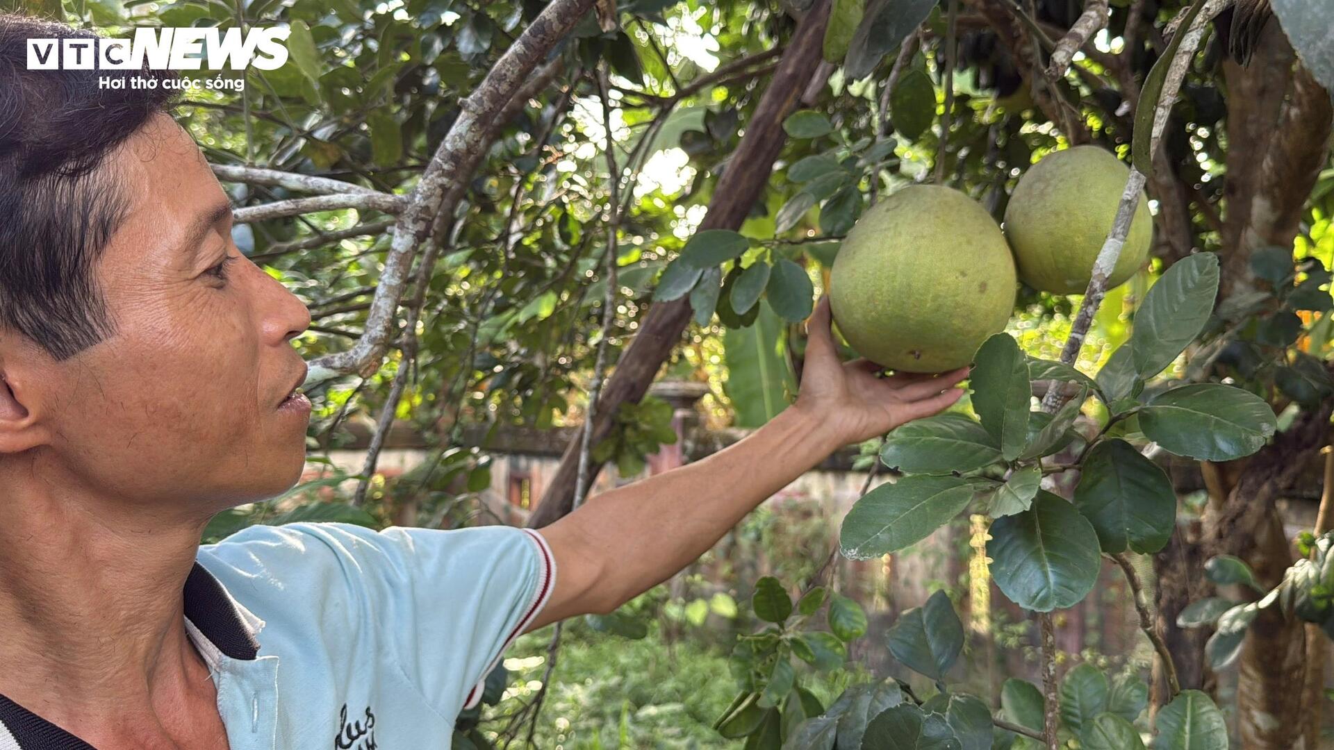 Đặc sản ‘tiến vua’ được mùa, được giá, người dân đếm cây thu tiền triệu mỗi ngày - Ảnh 9