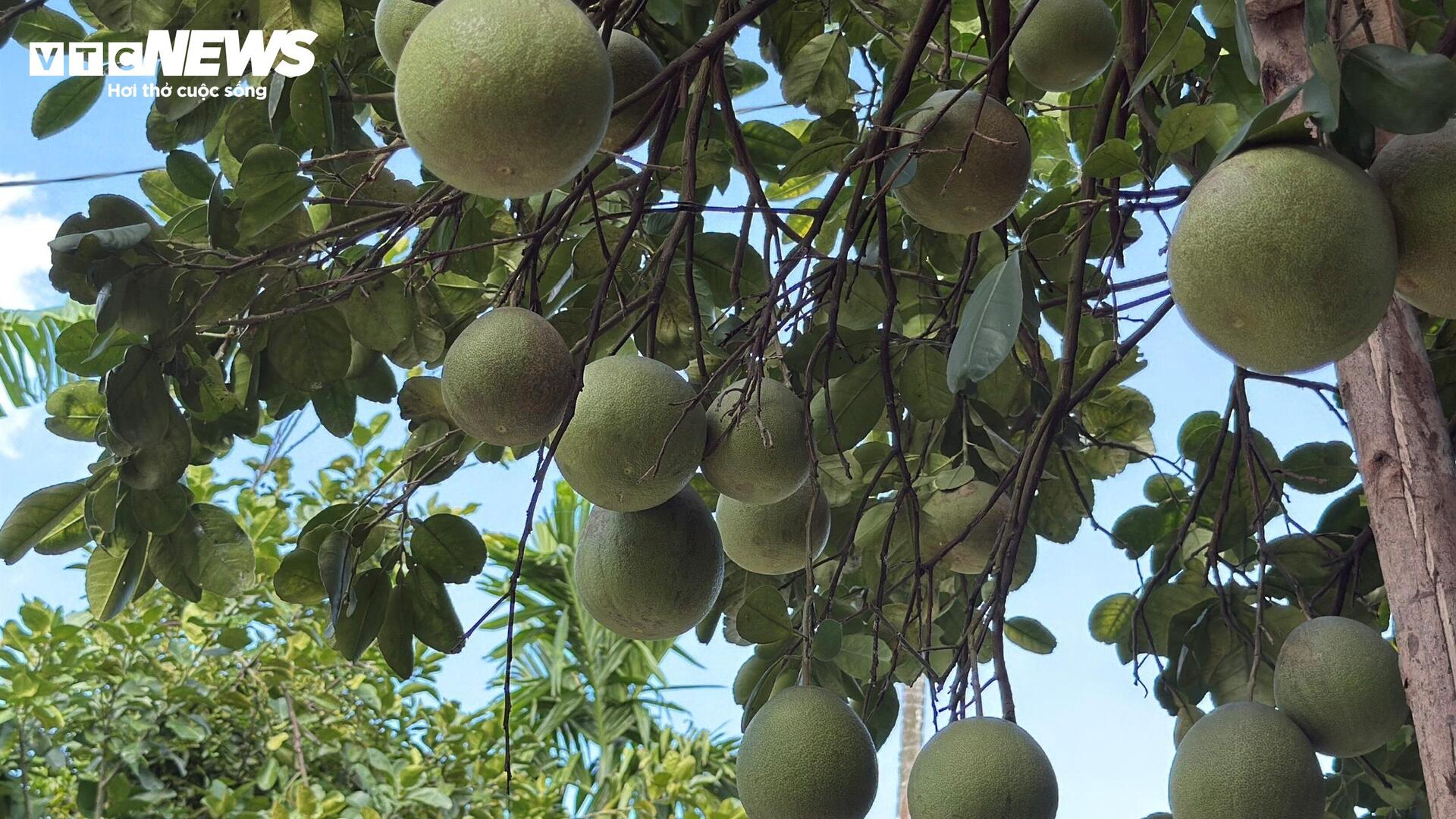 Đặc sản ‘tiến vua’ được mùa, được giá, người dân đếm cây thu tiền triệu mỗi ngày - Ảnh 8