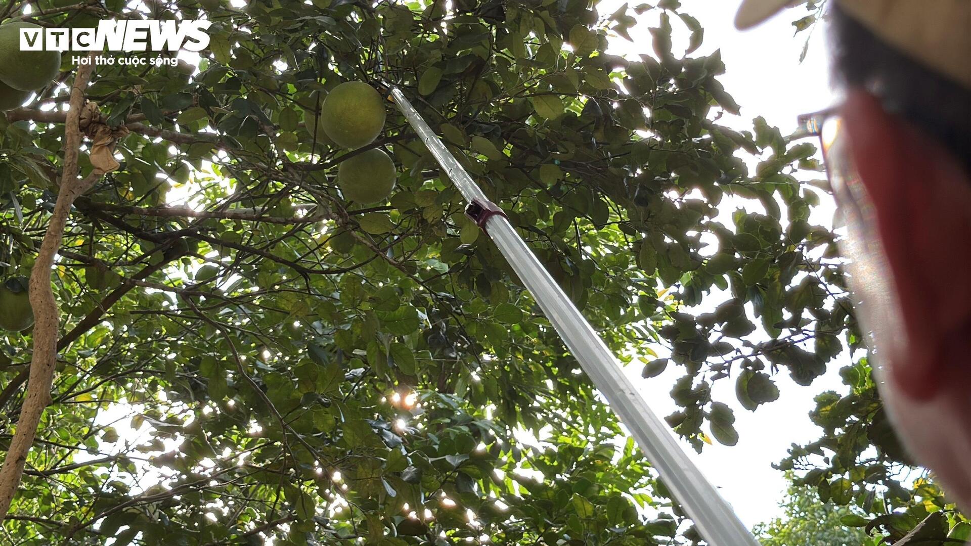 Đặc sản ‘tiến vua’ được mùa, được giá, người dân đếm cây thu tiền triệu mỗi ngày - Ảnh 3