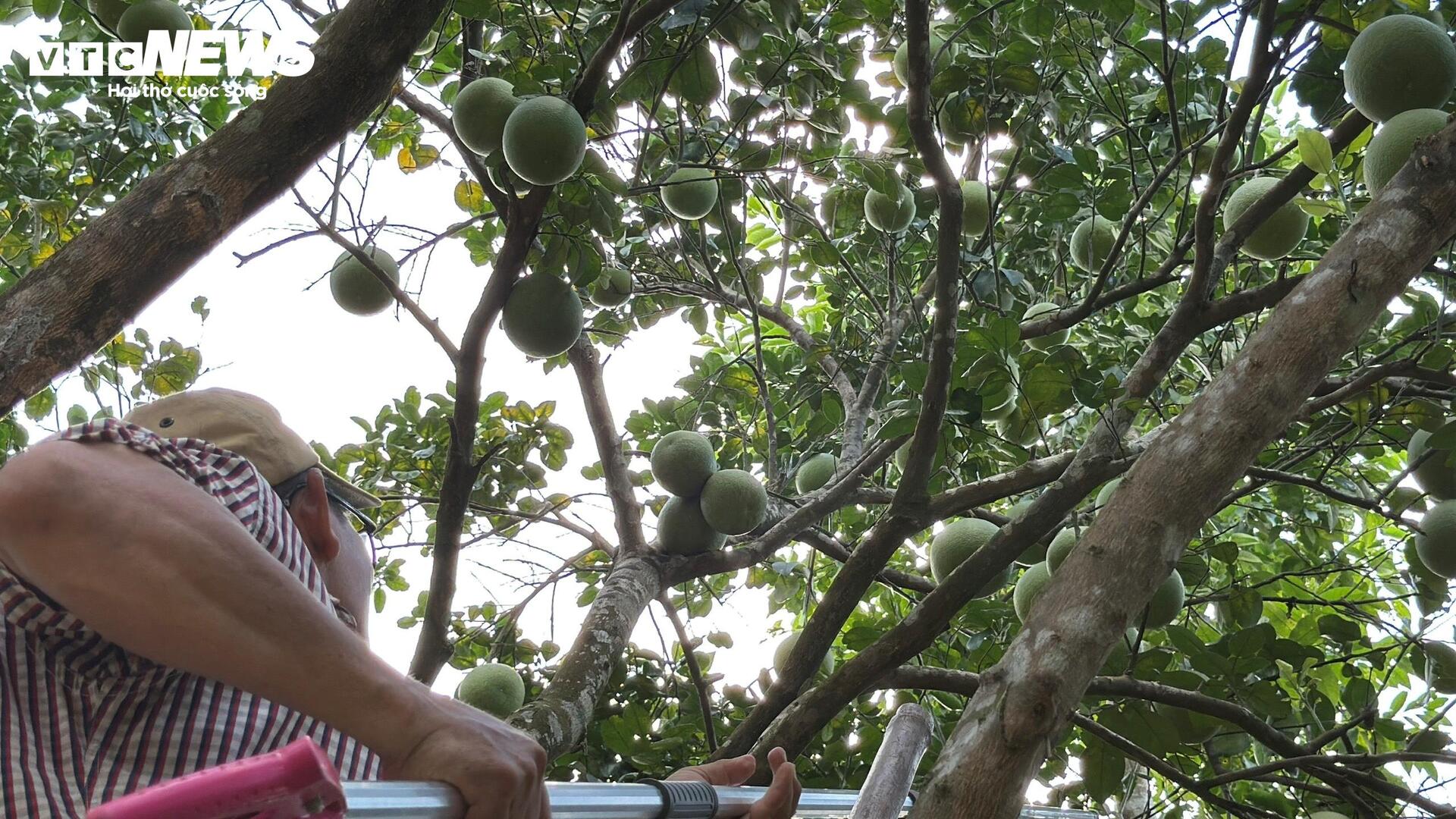 Đặc sản ‘tiến vua’ được mùa, được giá, người dân đếm cây thu tiền triệu mỗi ngày - Ảnh 4