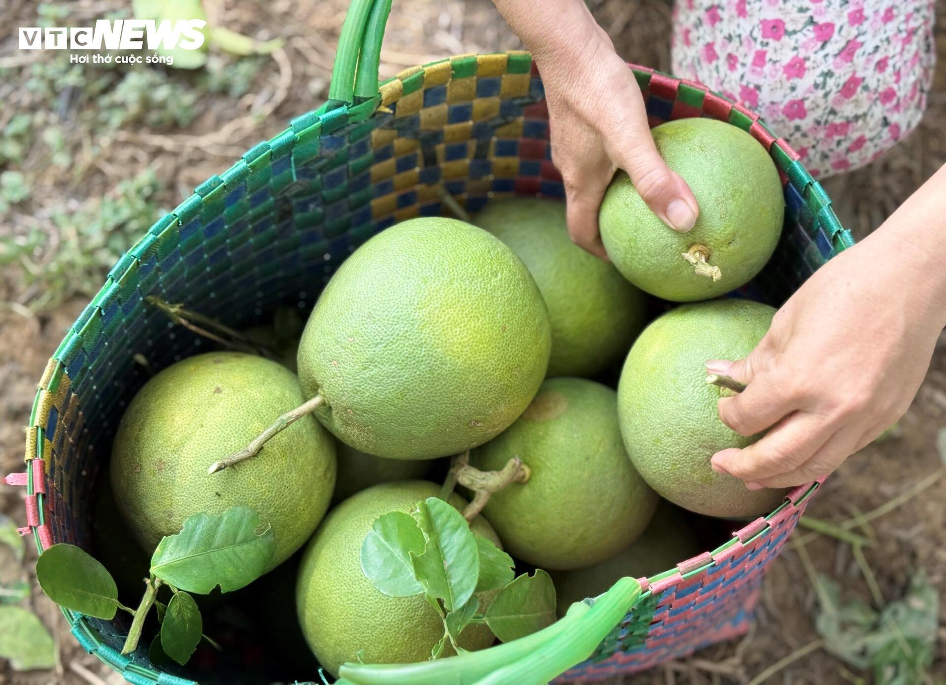 Đặc sản ‘tiến vua’ được mùa, được giá, người dân đếm cây thu tiền triệu mỗi ngày - Ảnh 6