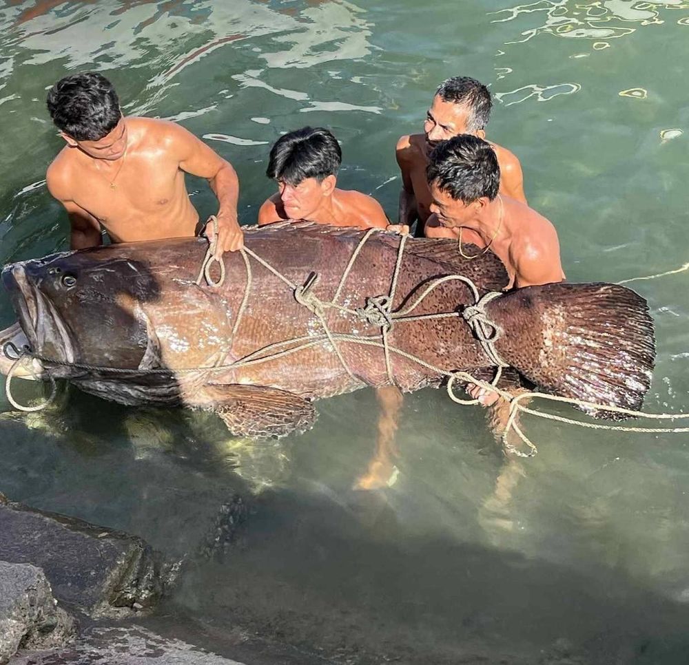 Ngư dân tình cờ bắt được "thủy quái" nặng 150kg: Chuyên gia nói hiếm gặp đến mức cả đời chỉ thấy một lần - Ảnh 2