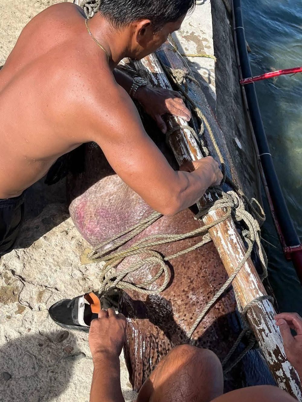 Ngư dân tình cờ bắt được "thủy quái" nặng 150kg: Chuyên gia nói hiếm gặp đến mức cả đời chỉ thấy một lần - Ảnh 5