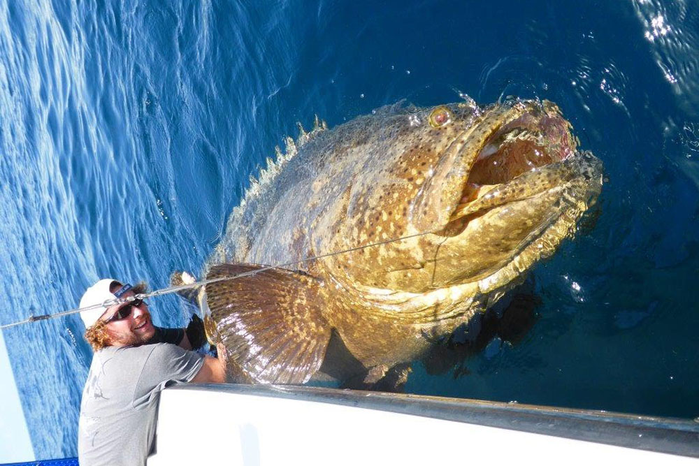 Ngư dân tình cờ bắt được "thủy quái" nặng 150kg: Chuyên gia nói hiếm gặp đến mức cả đời chỉ thấy một lần - Ảnh 4