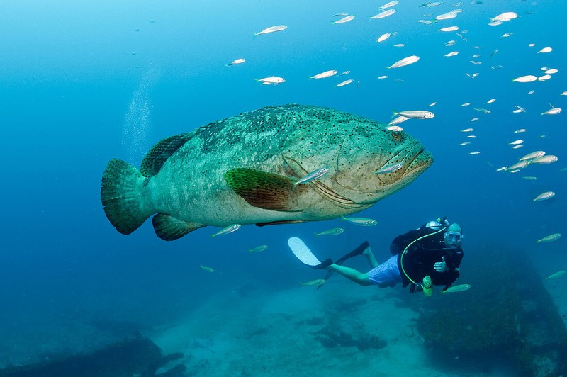 Ngư dân tình cờ bắt được "thủy quái" nặng 150kg: Chuyên gia nói hiếm gặp đến mức cả đời chỉ thấy một lần - Ảnh 3