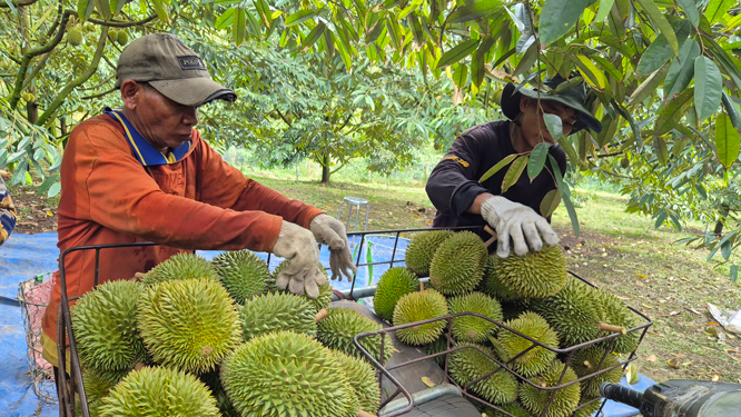 Sầu riêng tăng giá, xuất khẩu rau quả hồi phục - Ảnh 1