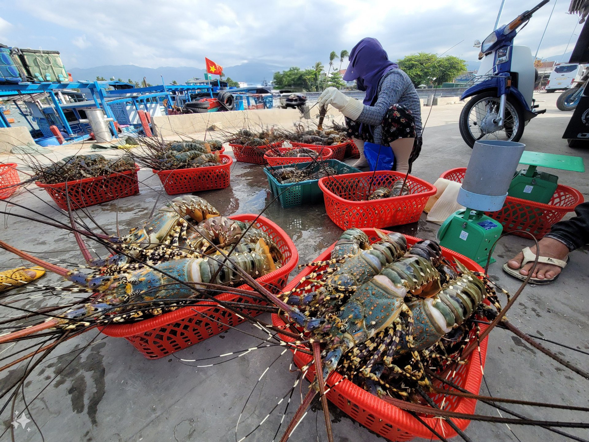 Trung Quốc đang tăng ‘săn’ báu vật dưới nước gì của Việt Nam dịp Trung thu, Tết năm nay? - Ảnh 1