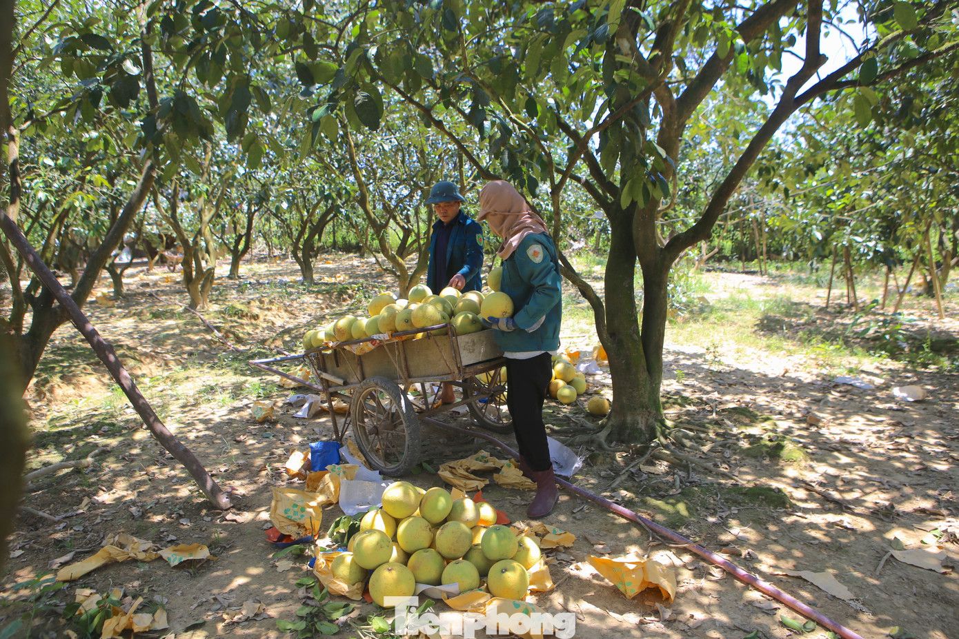 'Đệ nhất danh quả' vào vụ thu hoạch - Ảnh 2