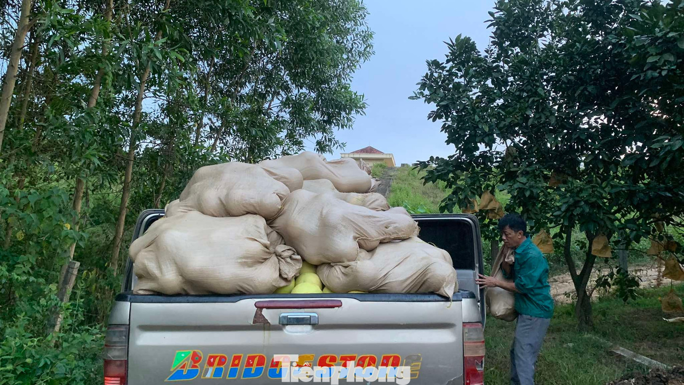 'Đệ nhất danh quả' vào vụ thu hoạch - Ảnh 8