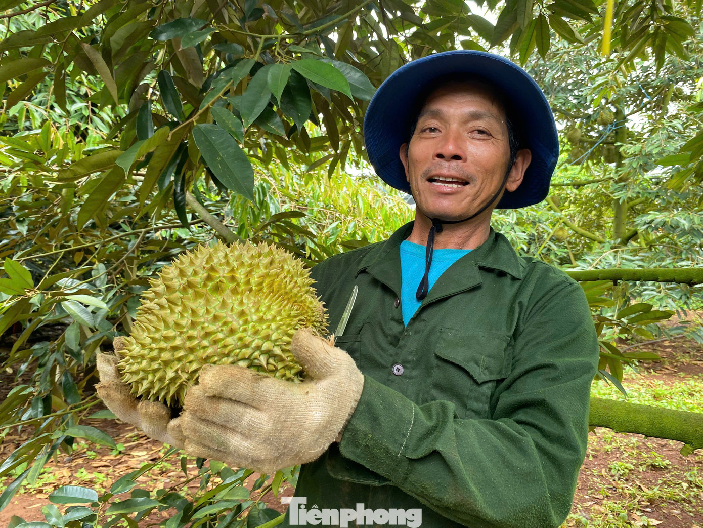 Buôn sầu riêng nhanh giàu nhưng dễ 'bay' sổ đỏ - Ảnh 4