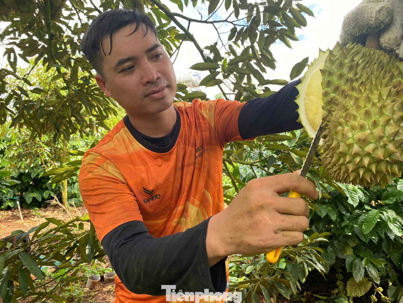 Buôn sầu riêng nhanh giàu nhưng dễ 'bay' sổ đỏ - Ảnh 5