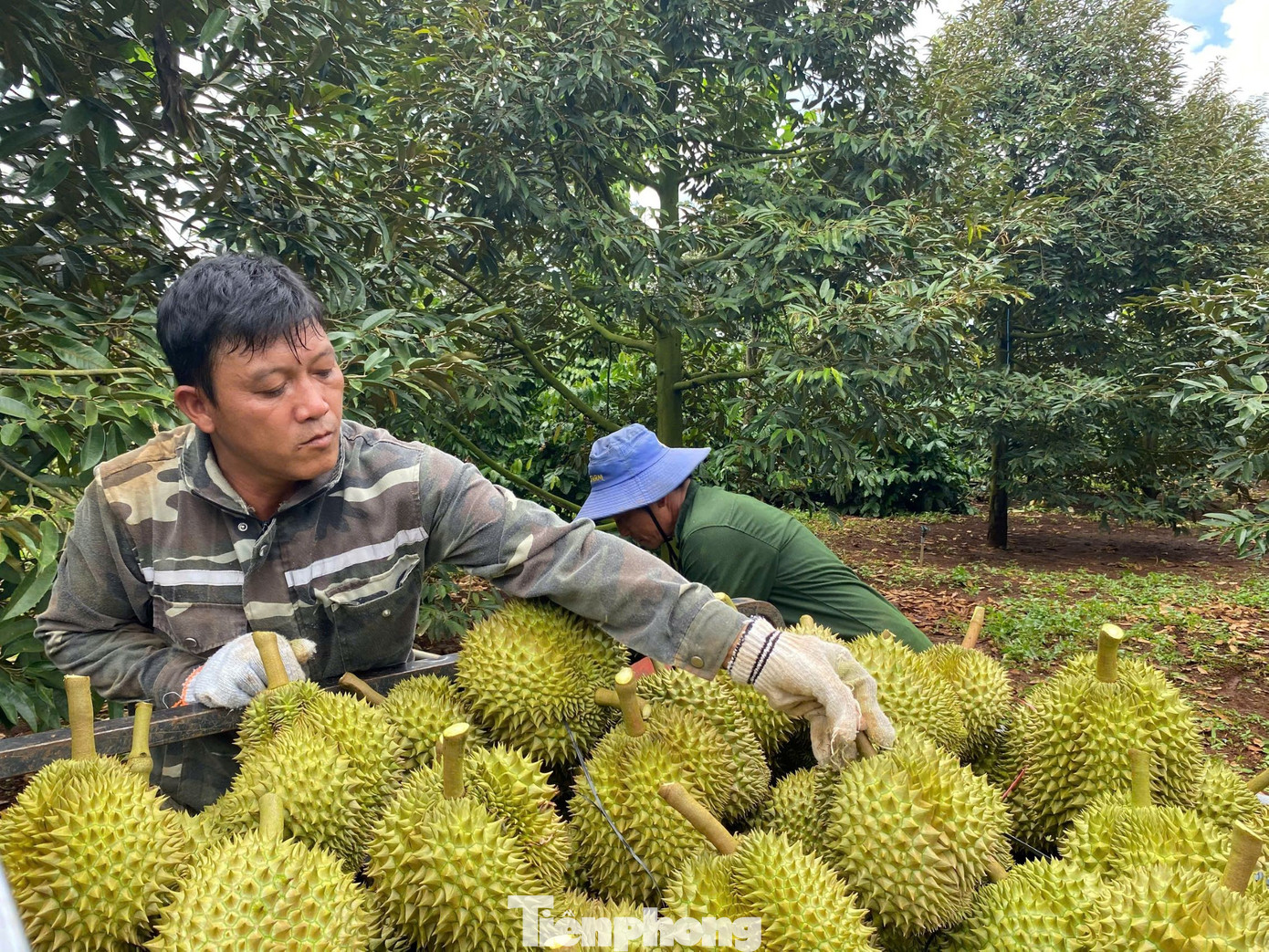 Buôn sầu riêng nhanh giàu nhưng dễ 'bay' sổ đỏ - Ảnh 3