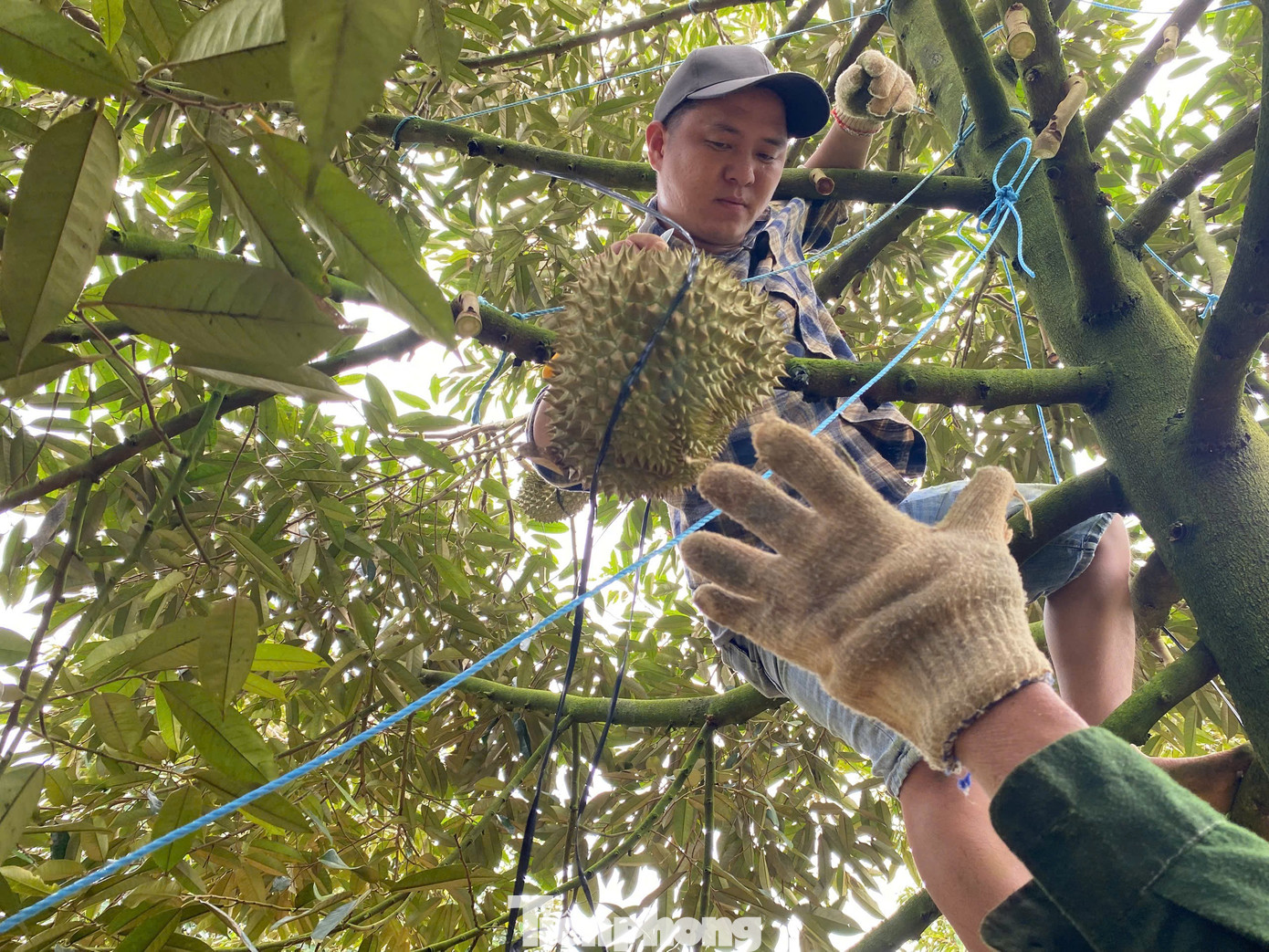 Buôn sầu riêng nhanh giàu nhưng dễ 'bay' sổ đỏ - Ảnh 1