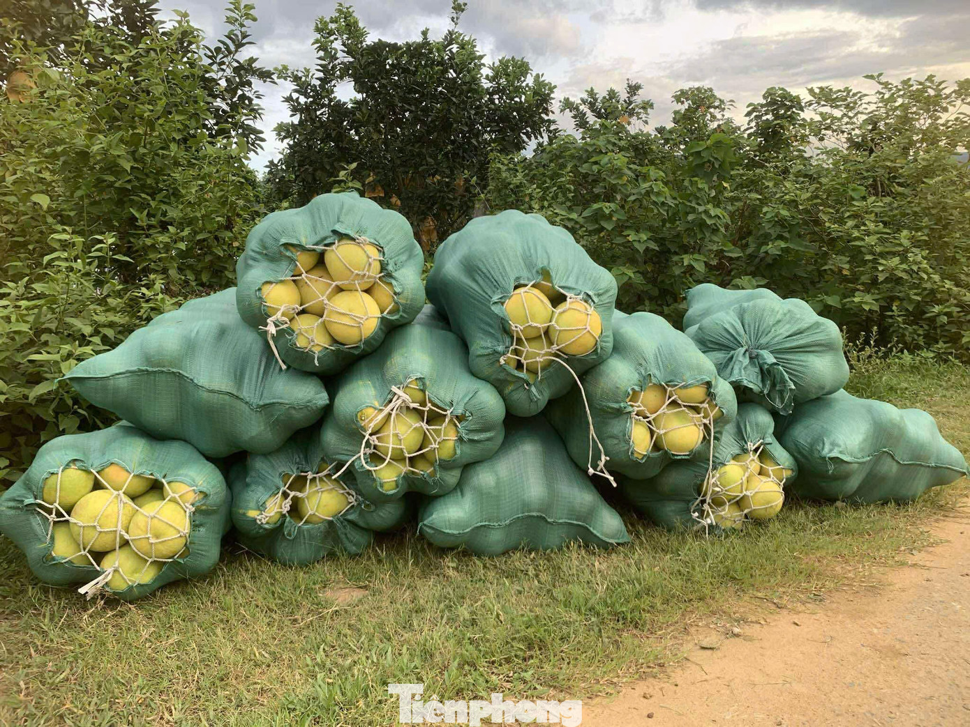 'Đệ nhất danh quả' vào vụ thu hoạch - Ảnh 10