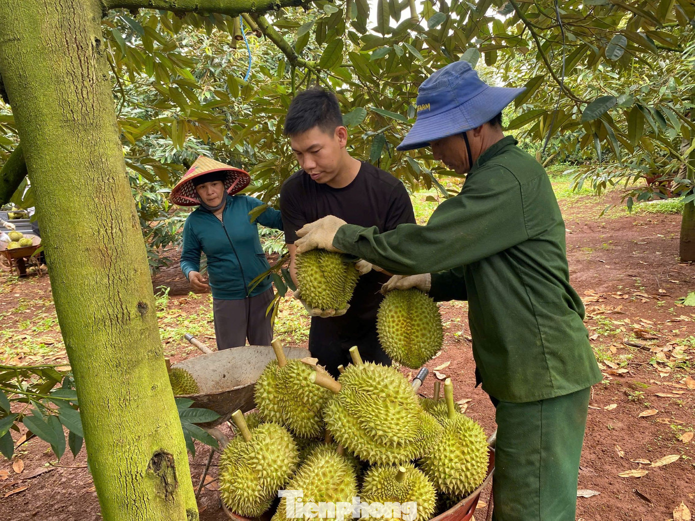 Buôn sầu riêng nhanh giàu nhưng dễ 'bay' sổ đỏ - Ảnh 9