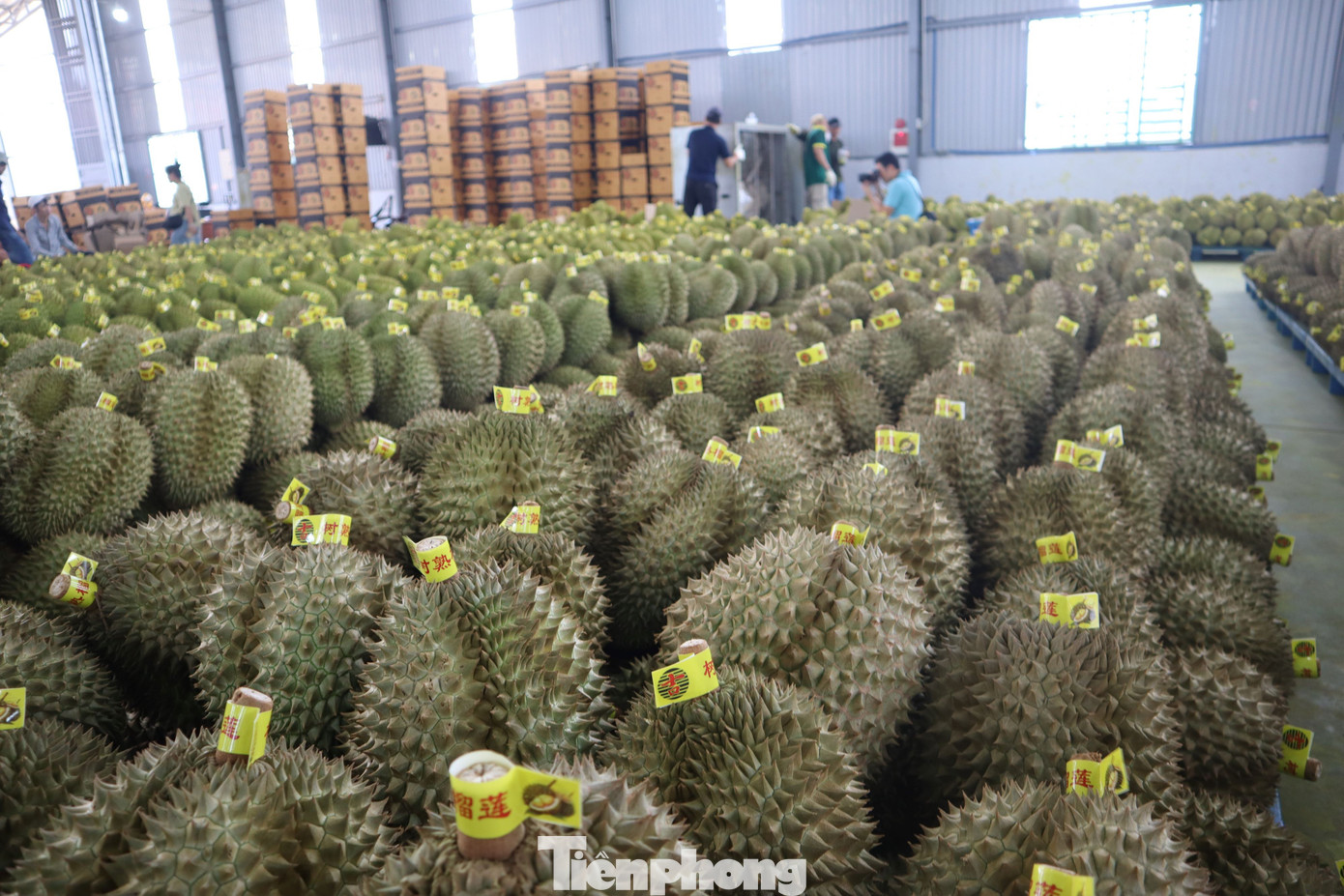 Buôn sầu riêng nhanh giàu nhưng dễ 'bay' sổ đỏ - Ảnh 7