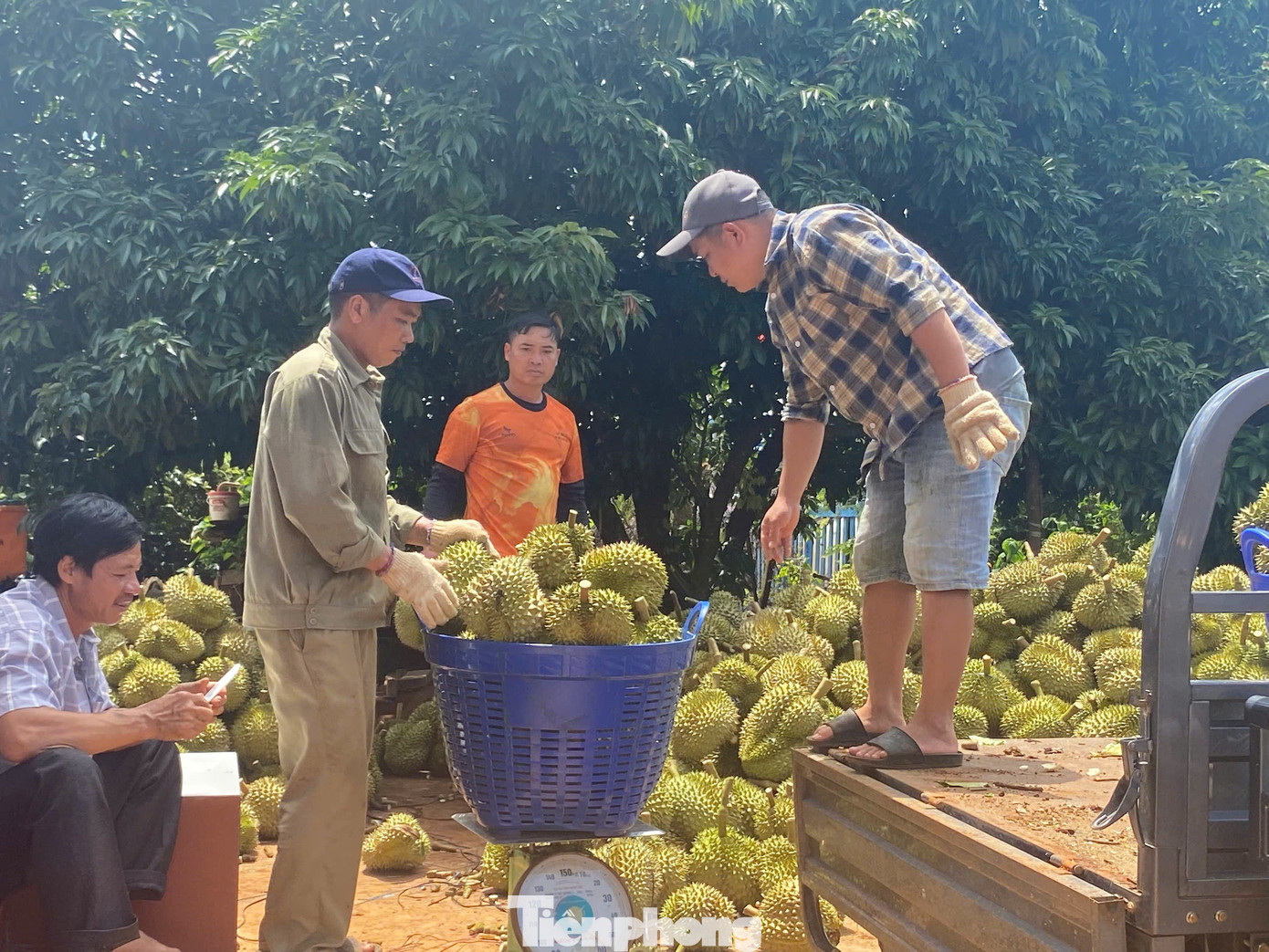 Buôn sầu riêng nhanh giàu nhưng dễ 'bay' sổ đỏ - Ảnh 2