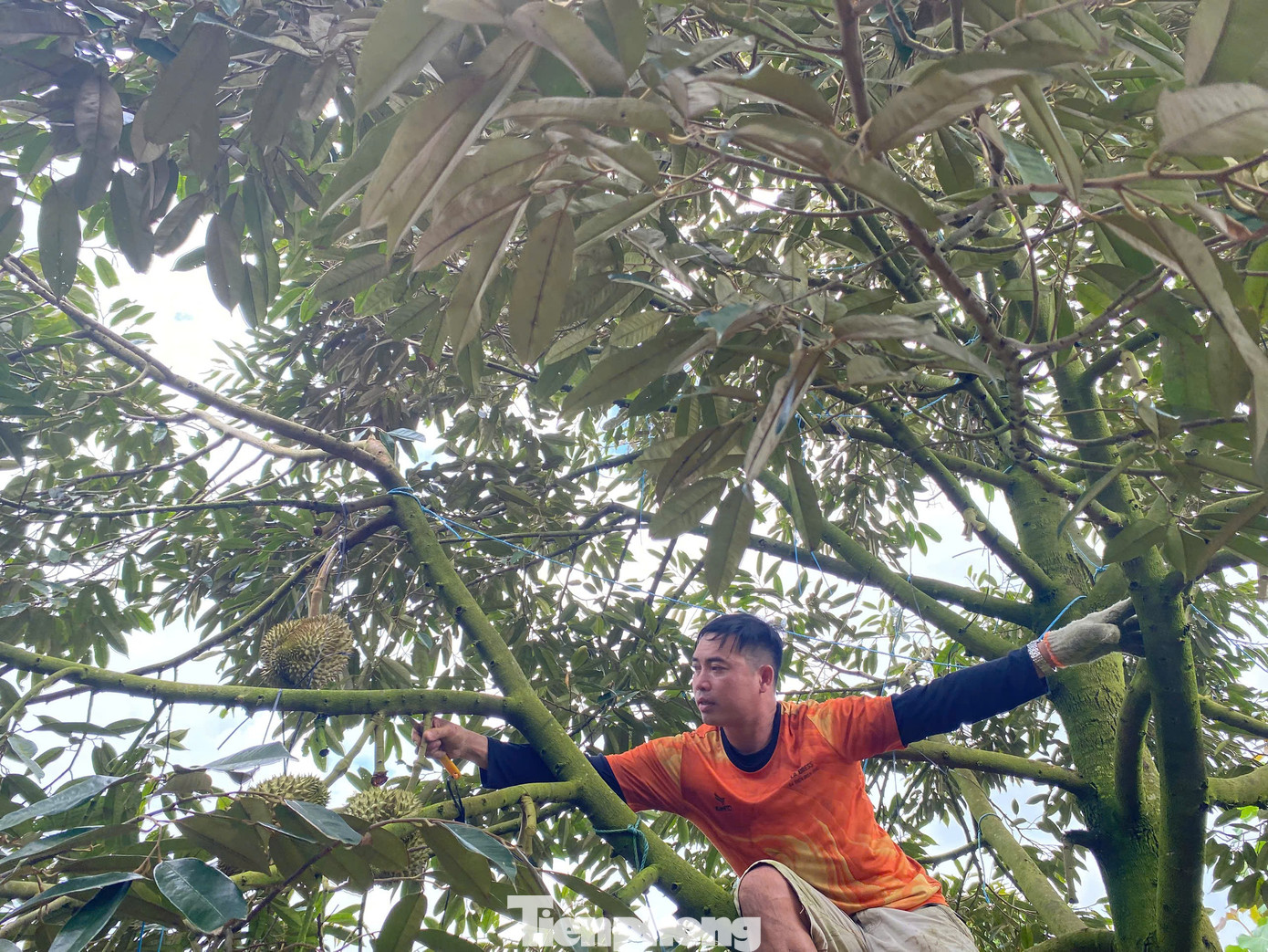 Buôn sầu riêng nhanh giàu nhưng dễ 'bay' sổ đỏ - Ảnh 6