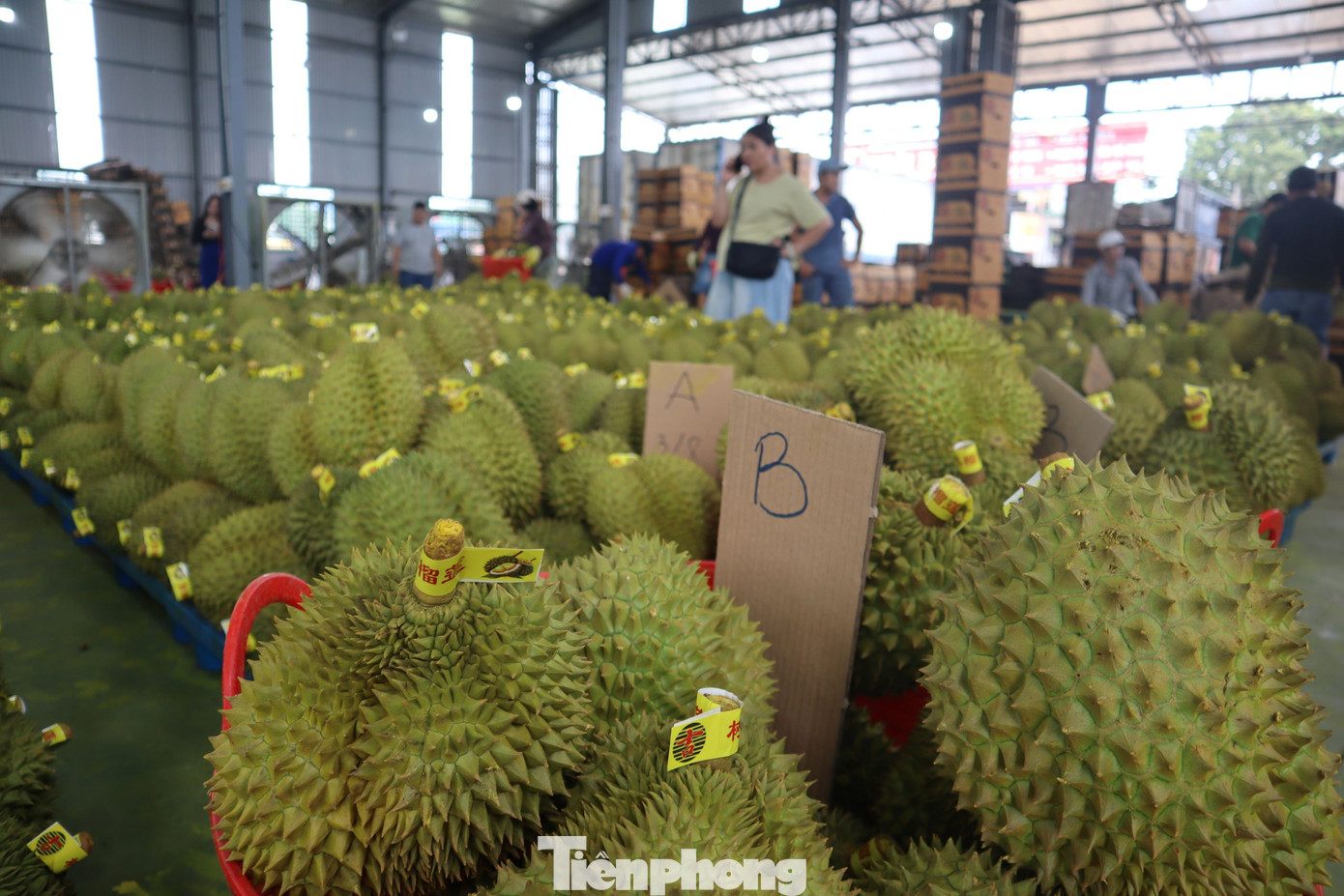Buôn sầu riêng nhanh giàu nhưng dễ 'bay' sổ đỏ - Ảnh 8