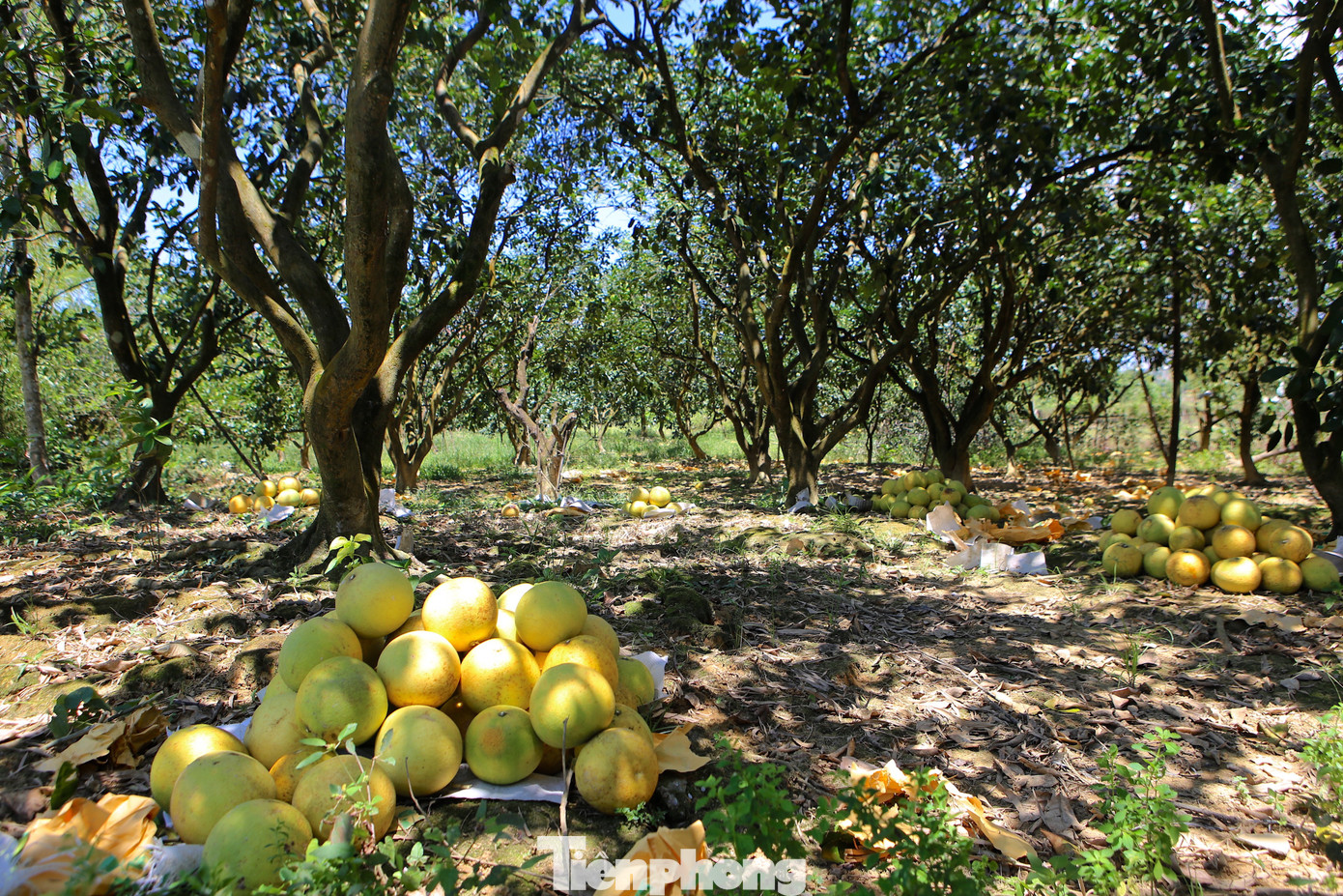 'Đệ nhất danh quả' vào vụ thu hoạch - Ảnh 4