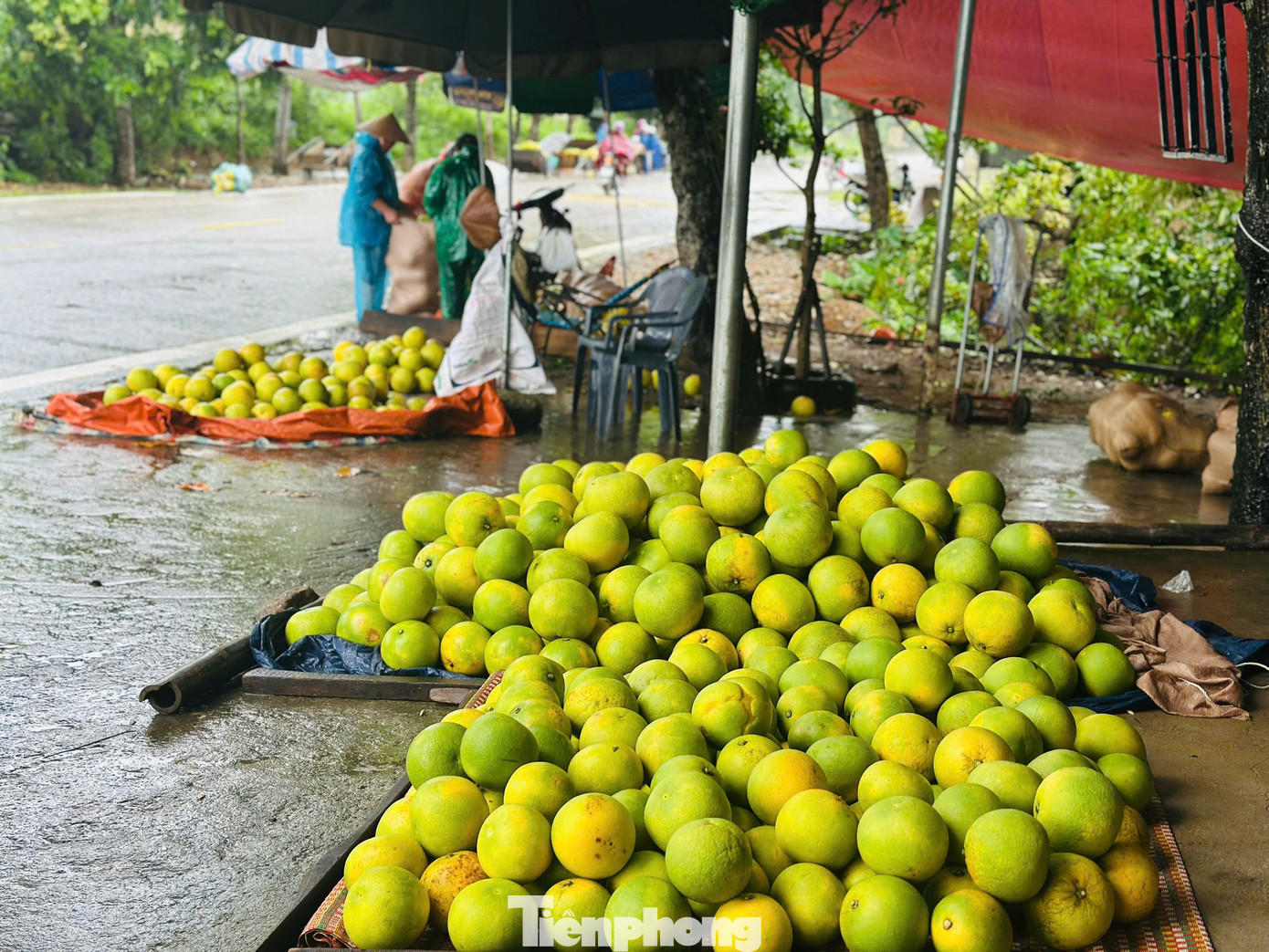 'Đệ nhất danh quả' vào vụ thu hoạch - Ảnh 9