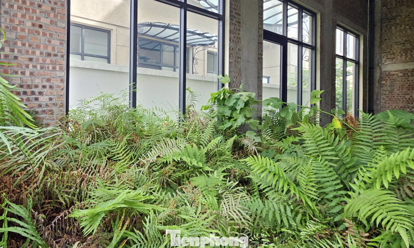 Chủ đầu tư 'đau đầu' với khu biệt thự, liền kề triệu đô bỏ hoang, cỏ dại mọc um tùm giữa Thủ đô - Ảnh 9