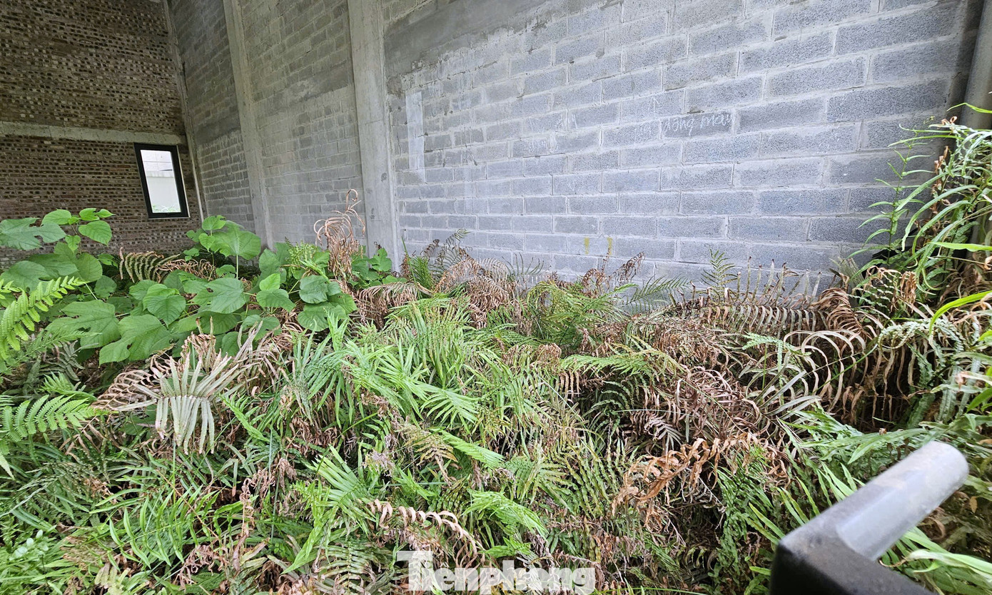 Chủ đầu tư 'đau đầu' với khu biệt thự, liền kề triệu đô bỏ hoang, cỏ dại mọc um tùm giữa Thủ đô - Ảnh 8