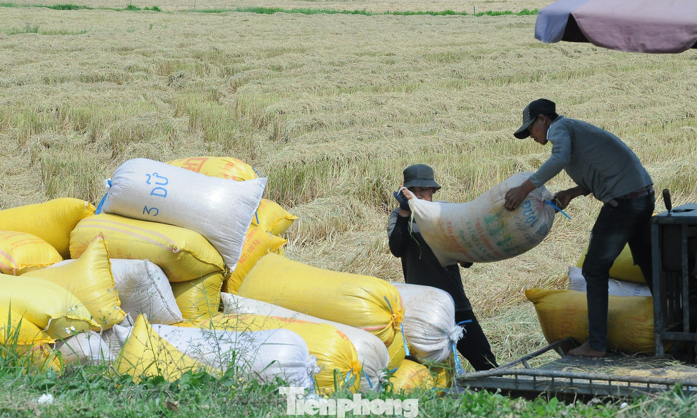 Philippines dừng nhập khẩu, Bộ Công Thương đề nghị doanh nghiệp mua lúa cho dân - Ảnh 1
