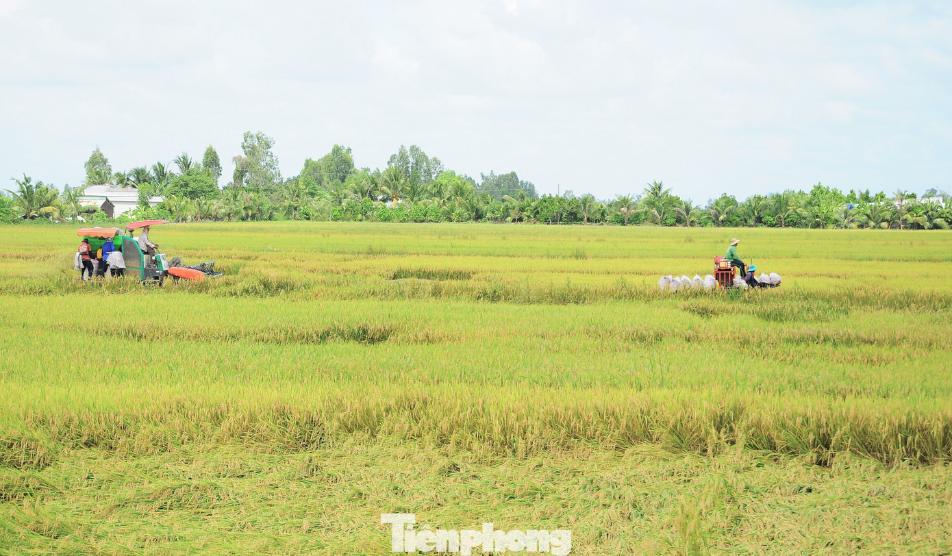 Philippines dừng nhập khẩu, Bộ Công Thương đề nghị doanh nghiệp mua lúa cho dân - Ảnh 2