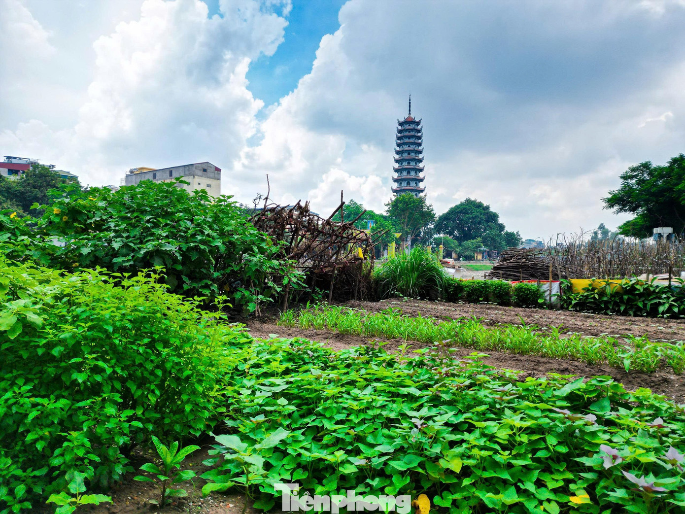 Hiện trạng sông Tô Lịch trước khi hóa công viên xanh - Ảnh 8