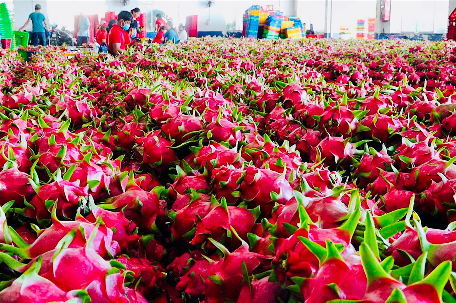Việt Nam bán 1 loại quả thu hàng trăm triệu USD, vì sao "qua tay" Hàn, Nhật giá trị tăng 5-7 lần? - Ảnh 1