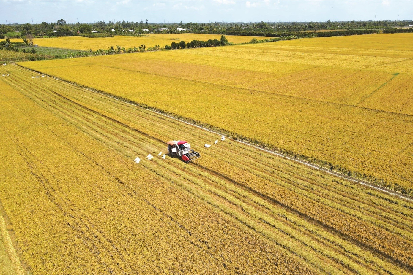 Vì sao giá lúa ở An Giang giảm mà bà con lại vui? - Ảnh 1