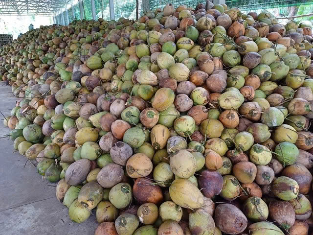 Dừa khô tăng giá kỷ lục - Ảnh 1