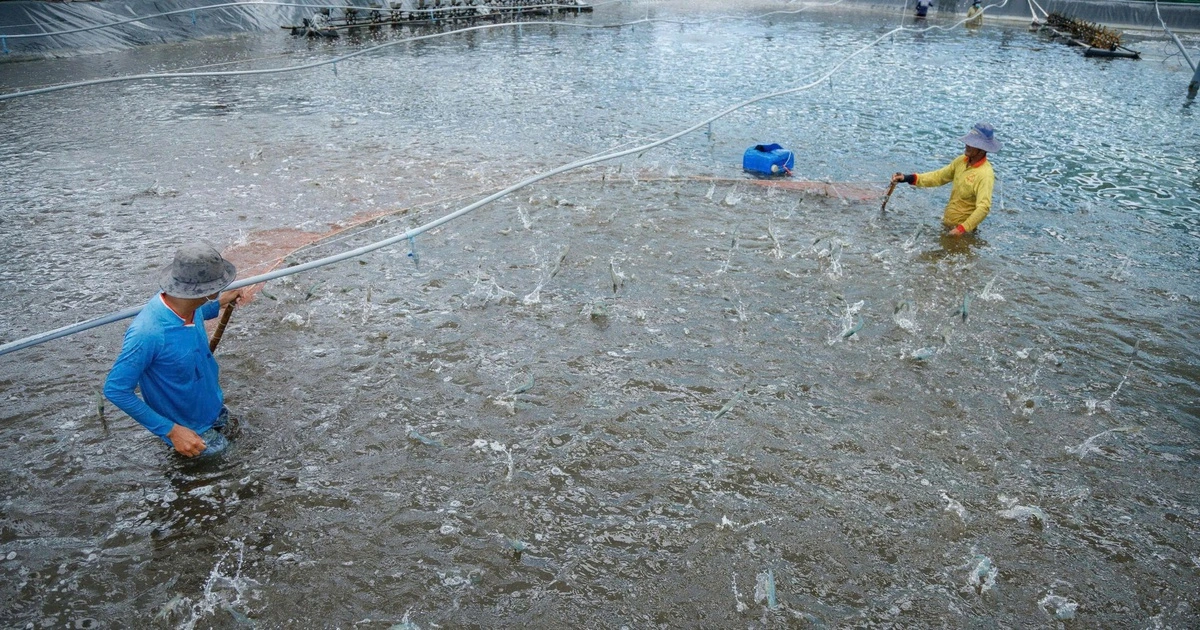 Cà Mau siết chặt truy xuất nguồn gốc, nâng chuẩn thủy sản xuất khẩu