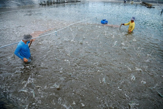Cà Mau siết chặt truy xuất nguồn gốc, nâng chuẩn thủy sản xuất khẩu - Ảnh 1