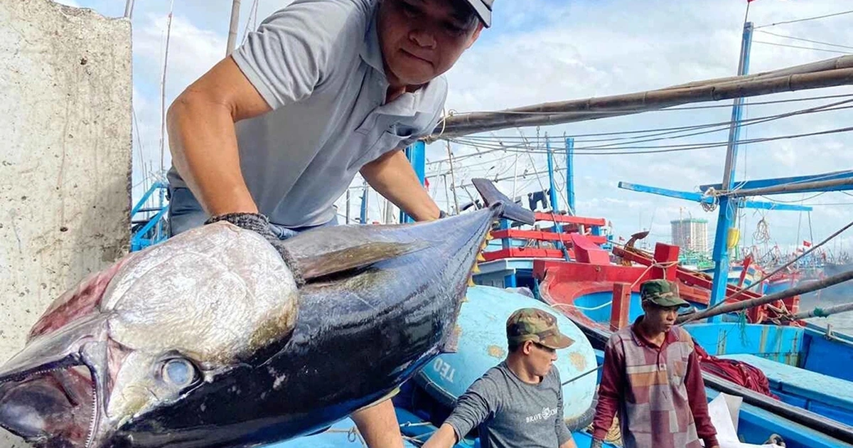 Cá ngừ Việt Nam chưa hết khó tại Mỹ