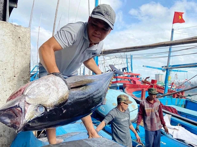 Cá ngừ Việt Nam chưa hết khó tại Mỹ - Ảnh 1