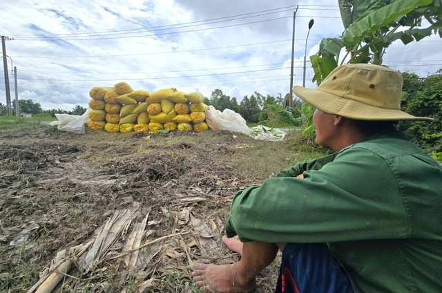 Giá lúa thấp kỷ lục, nông dân Cà Mau vẫn khó tìm được thương lái đến mua - Ảnh 1